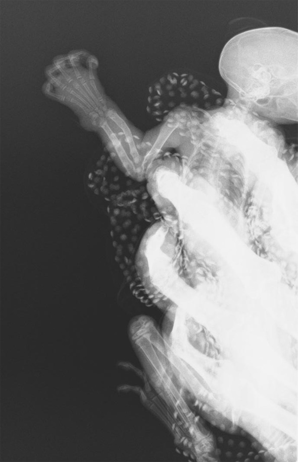 RTG snímok tamarín sedlový